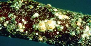 A brown object covered in masses and veins