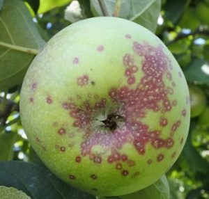 A green apple with red spots that have a white center.