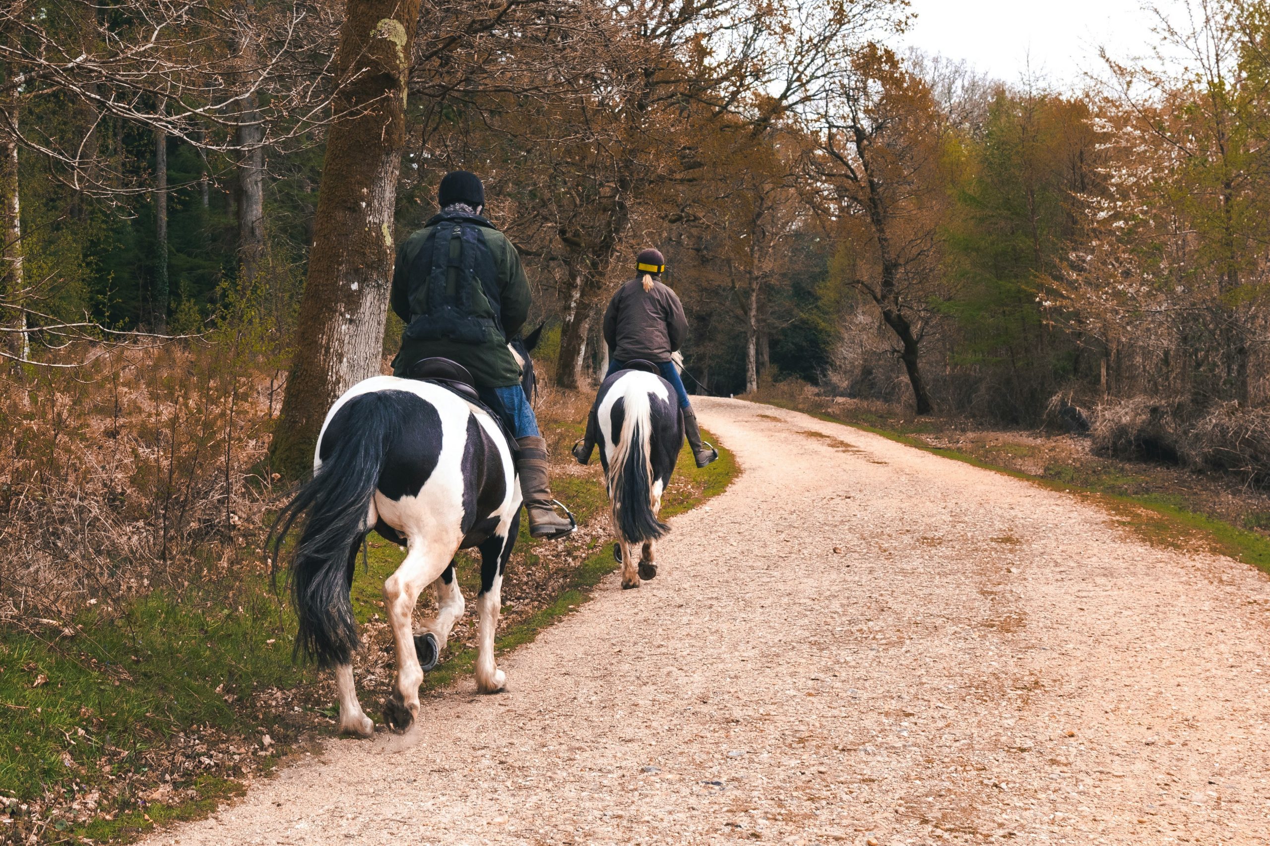 A photo of two black and white horses and their riders on a wooded tral with fallen dried leaves on th ground.