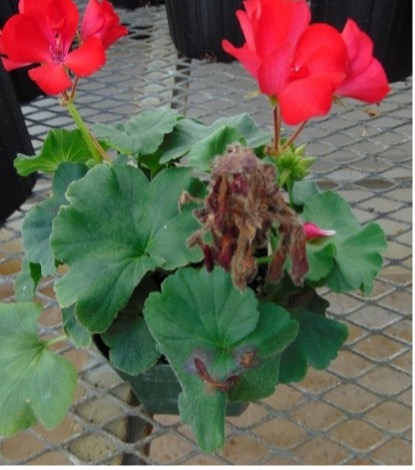 An image of a red flowering plant with brown/gray patches of decay in a green pot sitting on a metal table.