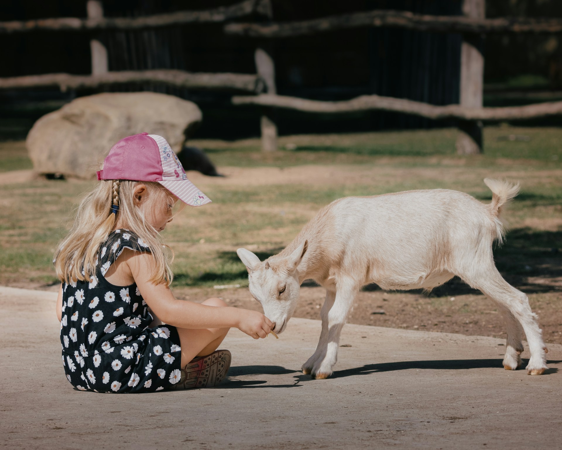 A young girl in a black and white outfit and a pink hat sitting on the ground next to a white goat in an outdoor enviroment.