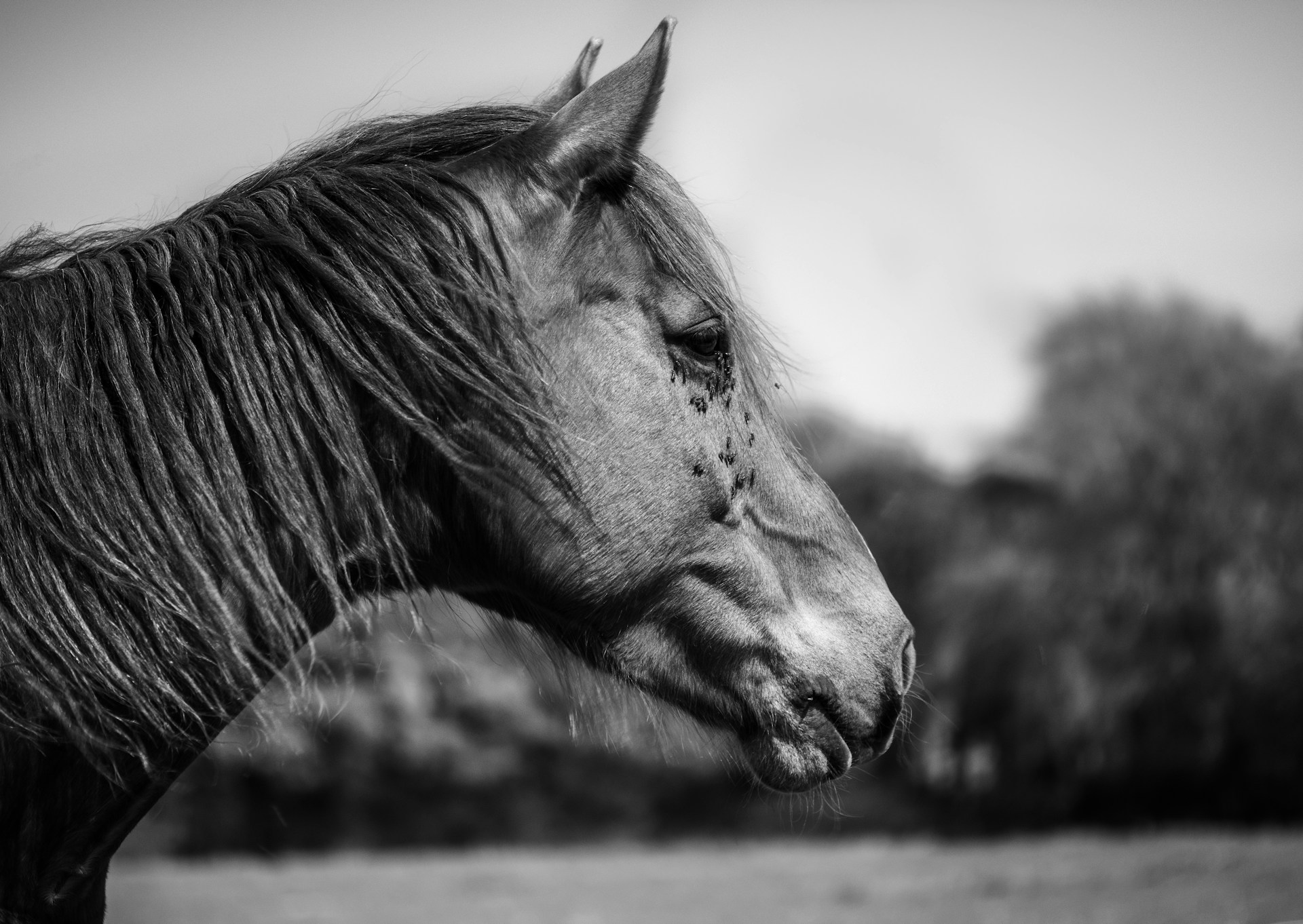 A black and white image of a horse looking to the right with flies on its face.