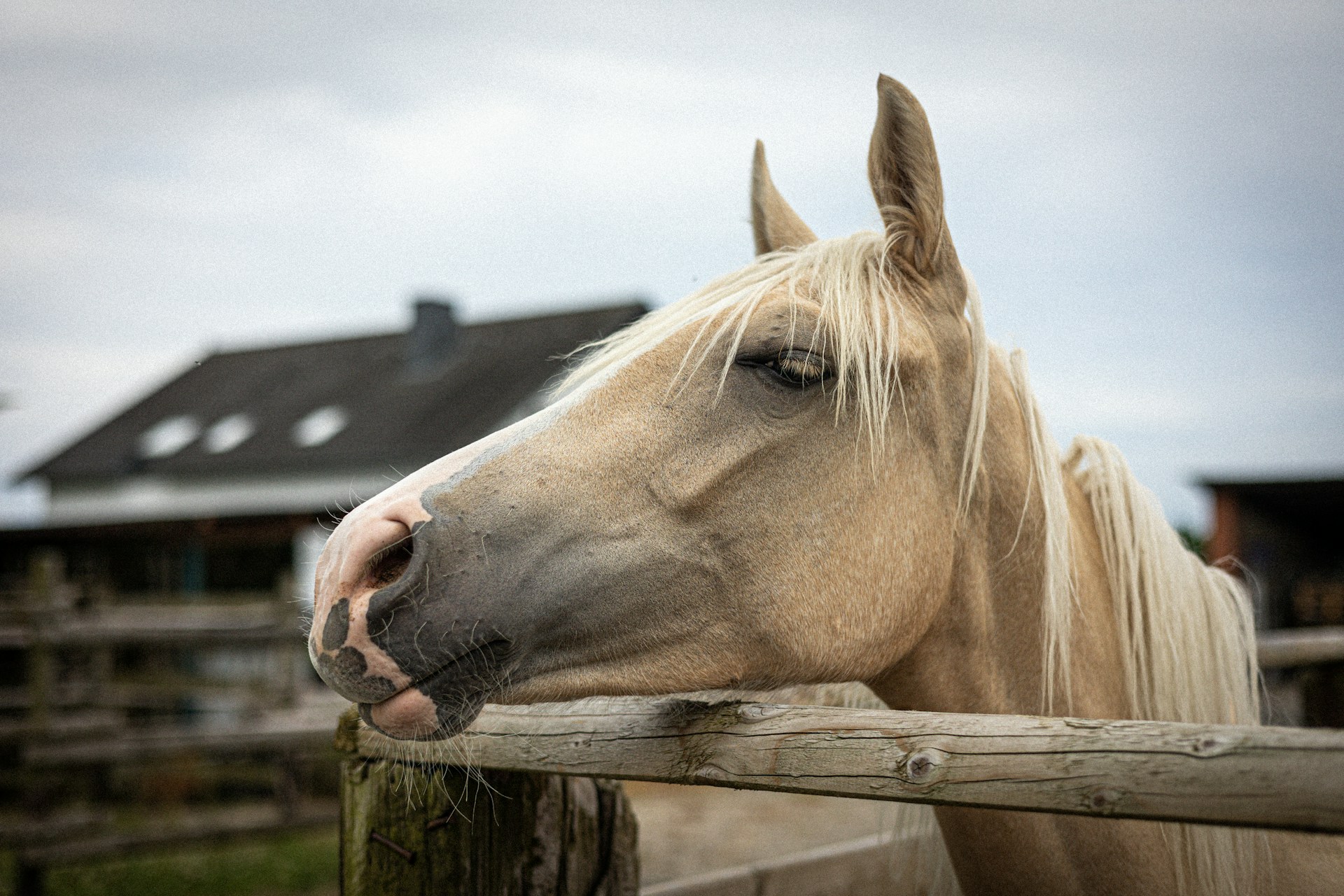 A light tan horse looking over a wooden fence.