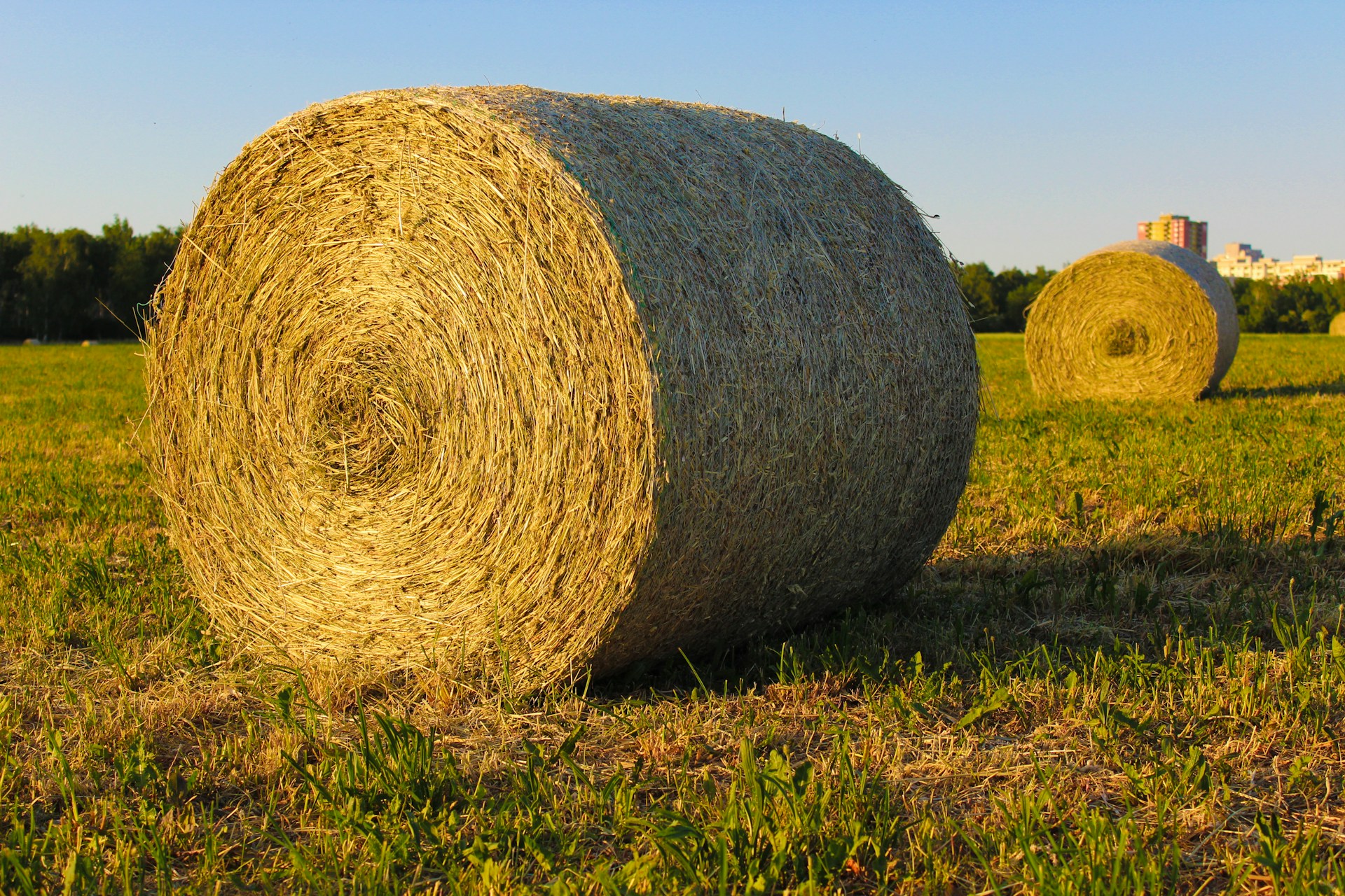 A photo of two hay bales in a green field with trees and buildings in the background.