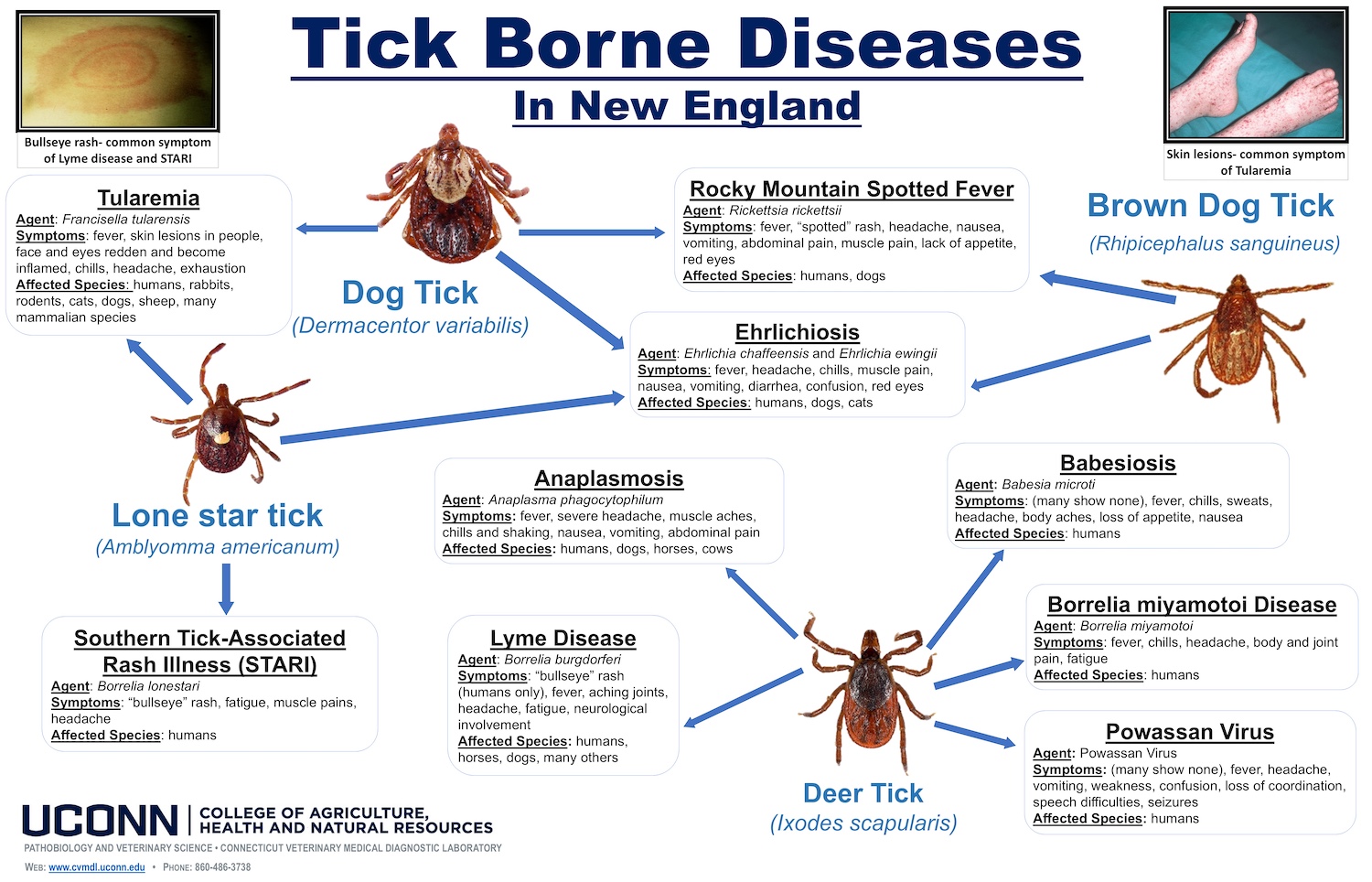 image showing four ticks, a picture of a rash on an arm and spots all over someone's feet. Text: The ticks most commonly found in Connecticut are: Deer tick (aka Blacklegged tick): (Ixodes scapularis) Dog tick (Dermacentor variabilis) Lonestar tick (Amblyomma americanum) Brown dog tick (Rhipicephalus sanguineus) Asian Longhorned tick (Figure 3) (Haemaphysalis longicornis) new, invasive species found in coastal areas of Connecticut