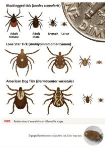 Protecting People and Animals from Tick-Borne Diseases | UConn Extension
