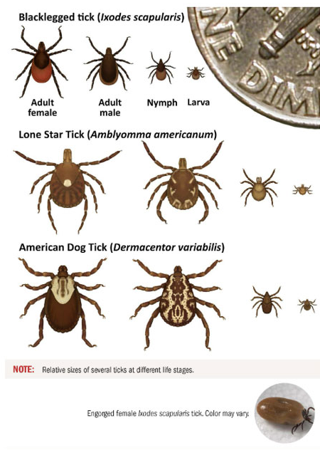 photo of a dime with different species of ticks at their four life stages to show their size