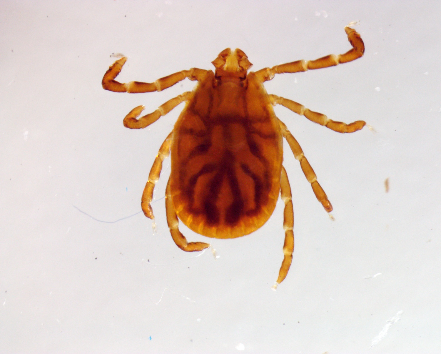 longhorned tick on a microscope slide