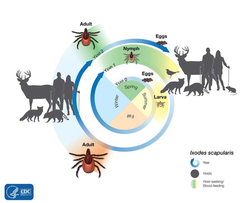 circular image showing the deer tick, deer, nymph ticks, and then people and deer getting bit by ticks and sick.