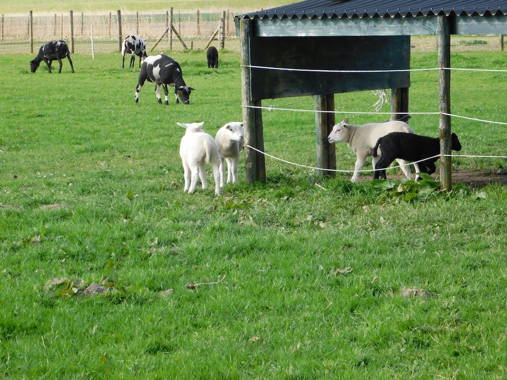 livestock in a paddock with fence and a shelter and lots of green grass