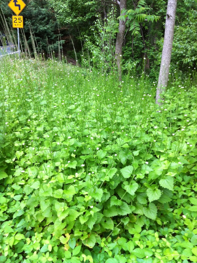 garlic mustard growing along a road
