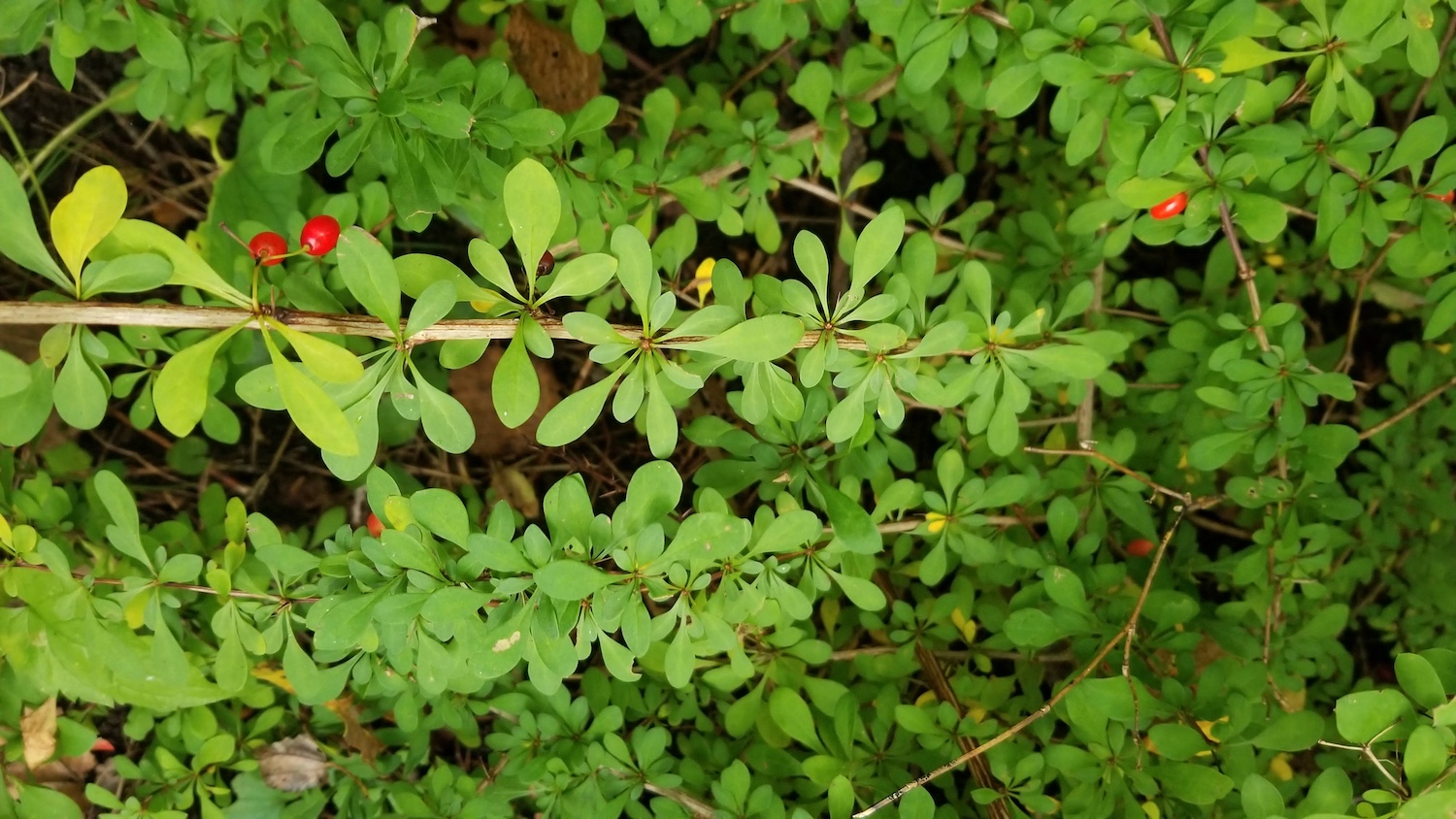 green plant with red berries on it.