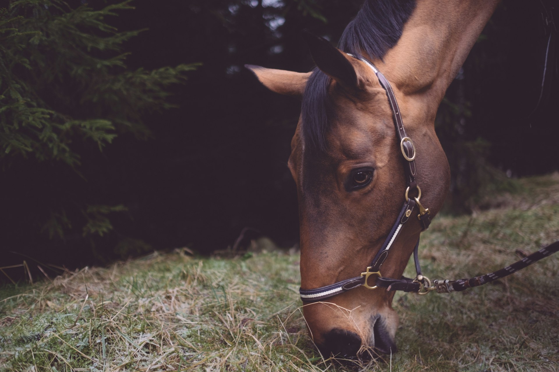A brown horse eating grass in a forest setting.