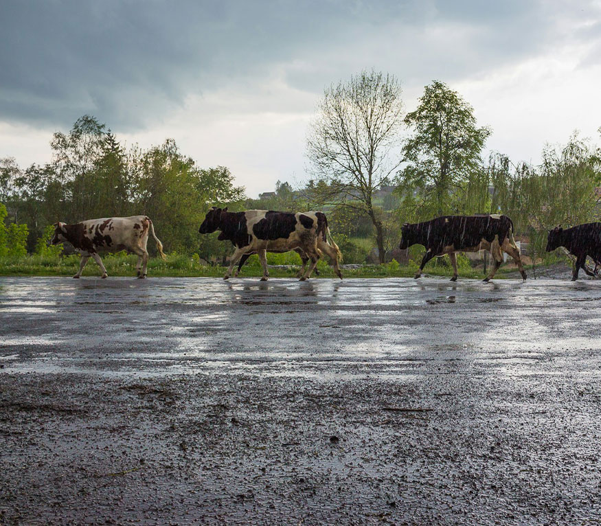 black and white cows along a road in the rain