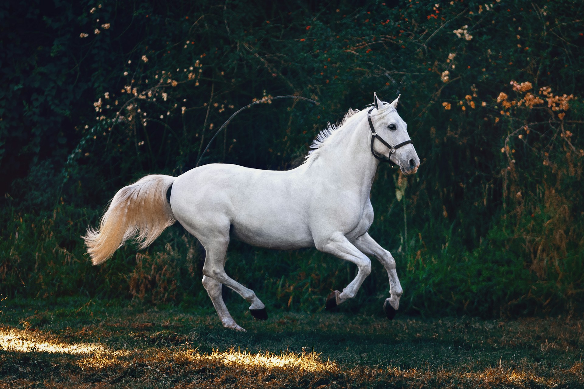 A white horse runing through a wooded area.