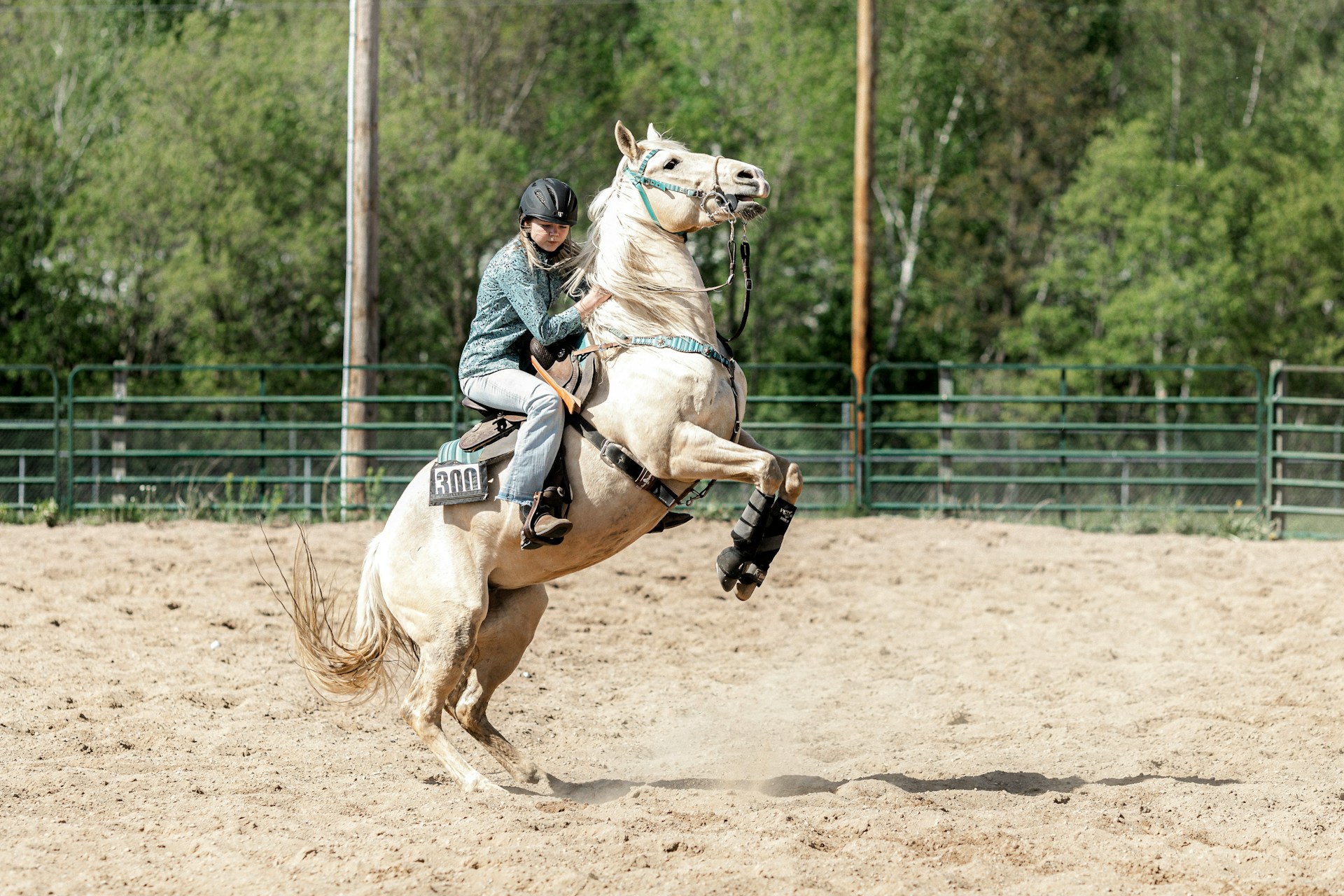 A woman riding a white horse that is standing on its hind legs in a dirt arena with a green fence and trees in the background.