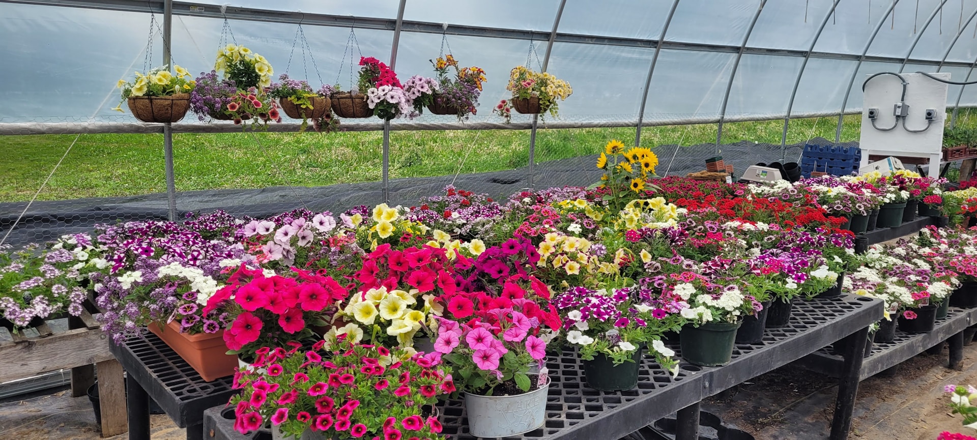 A photo of many pots of pink, yellow, purple, and white flowers on a black table in a greenhouse, with a green field on the other side of the window.