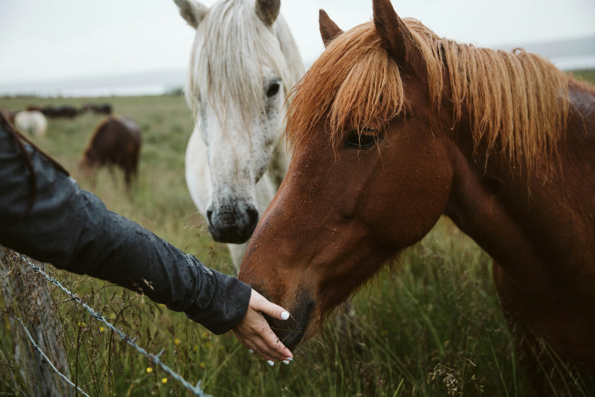 A person with white painted nails in a wet, black rain jacket reaching over a wire fence to touch a brown horse in a tall grass field on a cloudy day.