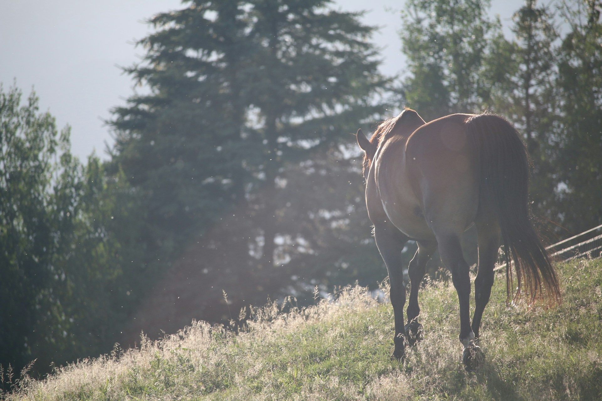 A brown horse walking on a grassy hill ona sunny day with trees and a fence in the background.