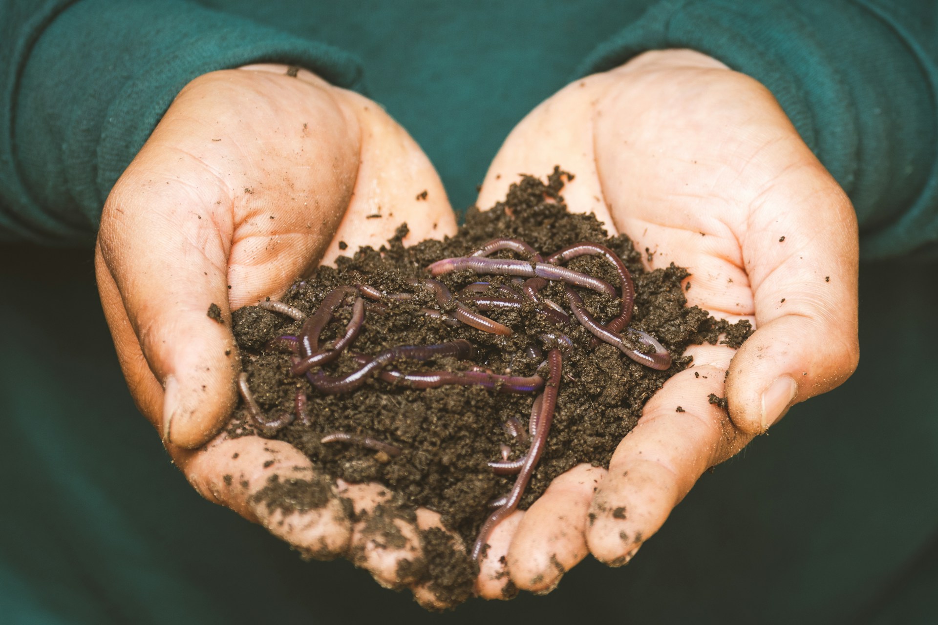 A person wearing a green sweater holding a pile of dirt with worms.