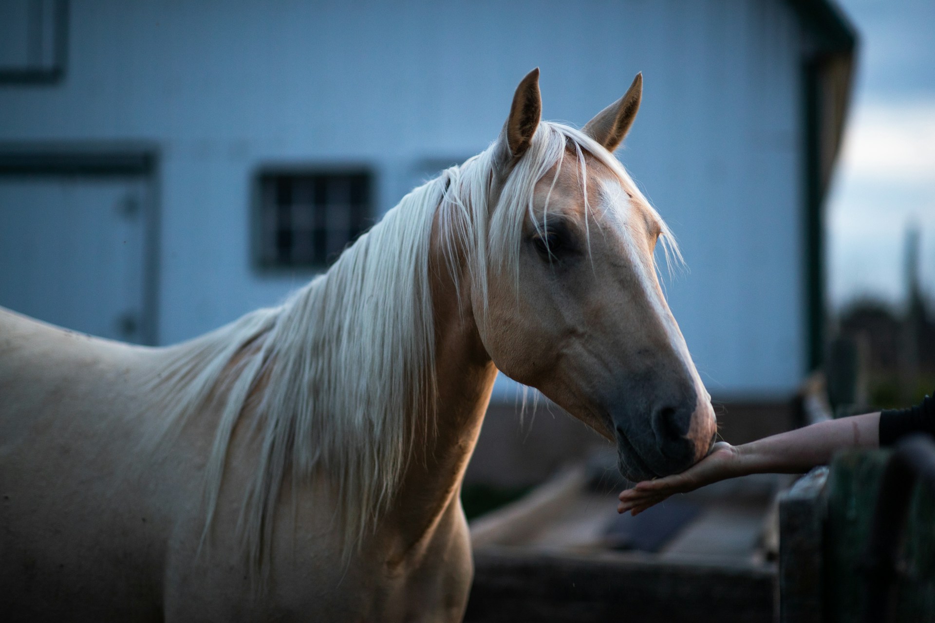 A tan horse touching its nose to a human hand with a white barn in the background.