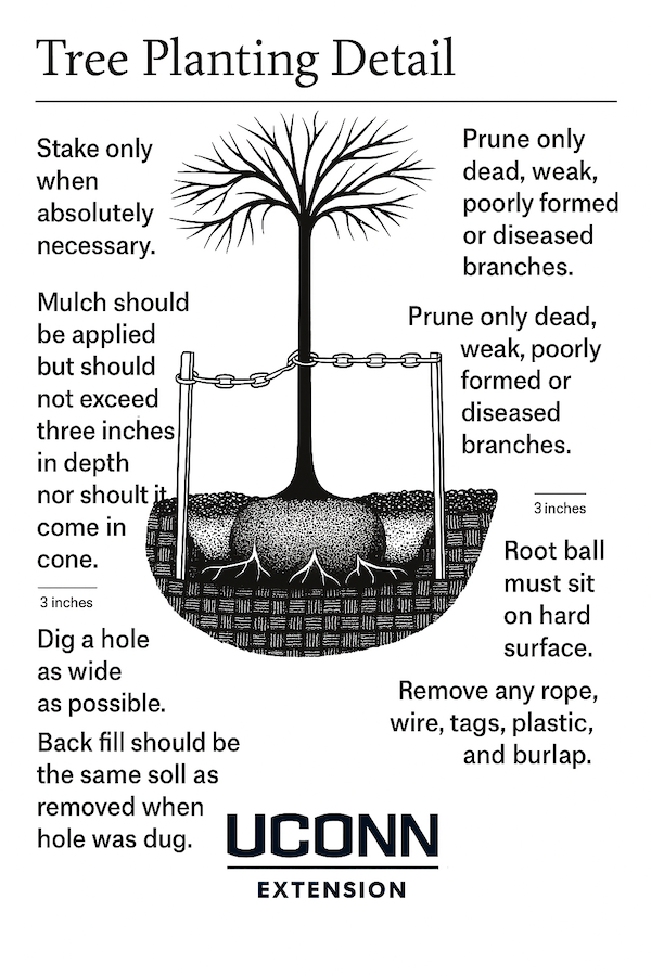 illustration of the tree with the words:Tree Planting Detail Dig a hole as wide as possible. Back fill should be the same soil as removed when hole was dug. Hole should be of a depth so that the top of root ball is level with existing soil or one inch higher.  Root ball must sit on hard surface. Remove any rope, wire, tags, plastic, and burlap, and remove or roll down wire basket and burlap that is wrapping the tree into the bottom of the hole. Prune only dead, weak, poorly formed or diseased branches.  Mulch should be applied but should not exceed three inches in depth nor should it come in contact with the tree trunk. Stake only when absolutely necessary. 