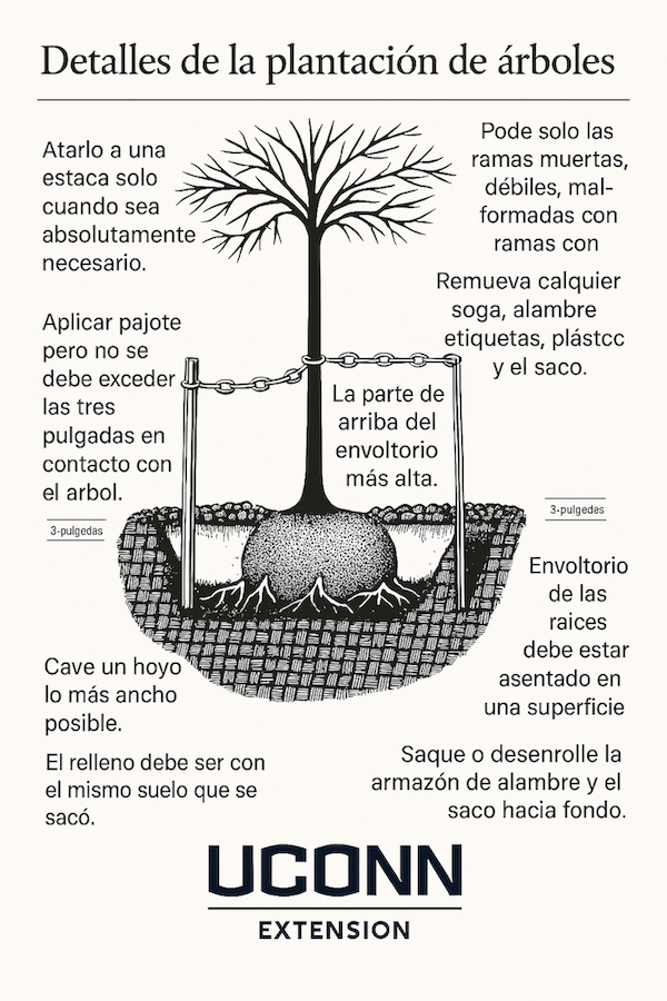 illustration of tree being planted with words: Plantación de Arboles  Cómo Sembrar y Cuidar los Árboles para el Hogar y los Paisajes Públicos de Connecticut  Detalles de la Plantación de Arboles  Cava un agujero tan ancho como sea posible. El relleno debe ser el mismo suelo que se retiró al cavar el agujero. El agujero debe tener una profundidad tal que la parte superior del cepellón (la masa de tierra rodeando las raíces del árbol) quede al nivel del suelo existente o una pulgada más alta. El cepellón debe descansar sobre una superficie dura. Retira cualquier cuerda, alambre, etiquetas, o plástico, y retira o enrolla la cesta de alambre o saco que envuelve el árbol hacia el fondo del agujero. Poda solo ramas muertas, débiles, mal formadas o enfermas. Aplica mantillo a no más de tres pulgadas de profundidad y sin que entre en contacto con el tronco del árbol. Coloca estacas solo cuando sea absolutamente necesario. 