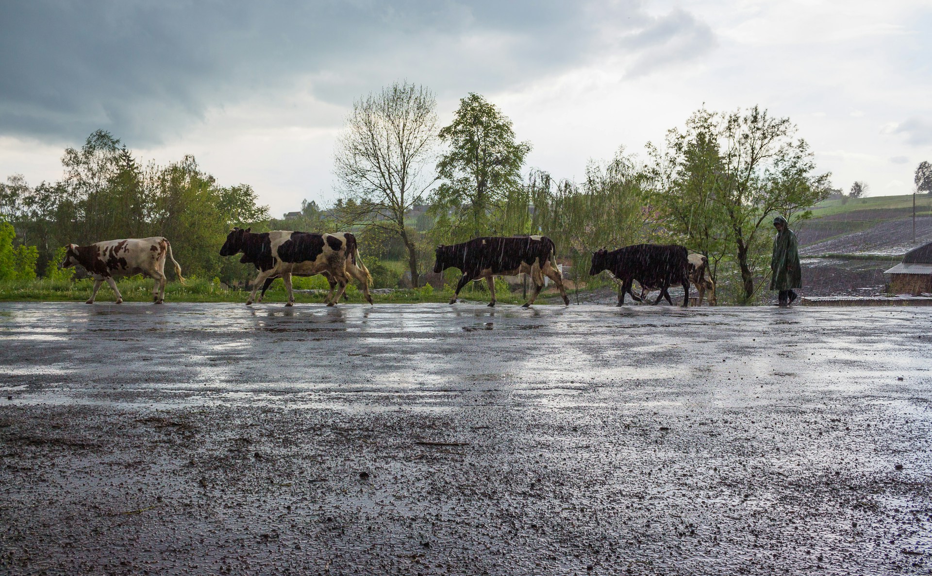 A person in a green raincoat herding black and white cows along a road in the rain