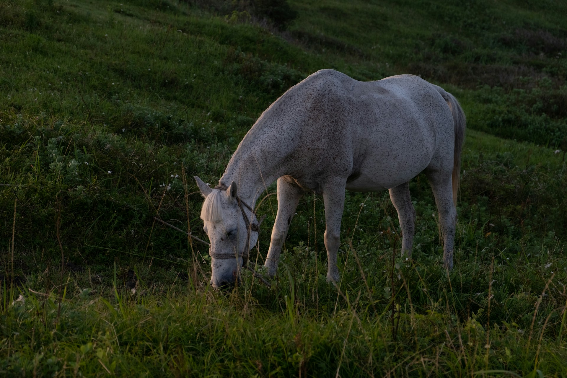 A white horse eating grass on a hill in the shade.