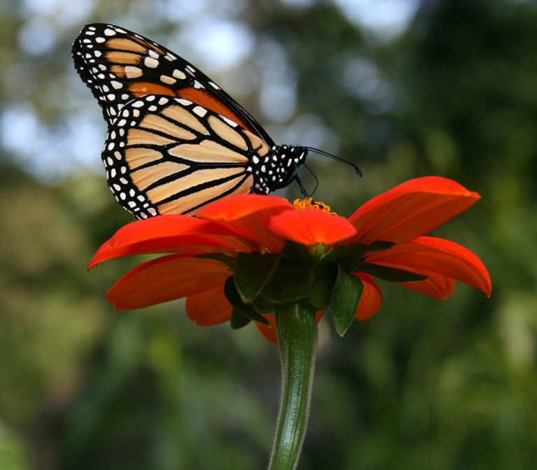 butterfly on a flower