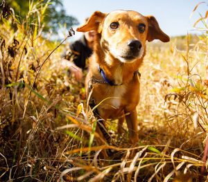 a yellow dog walking in a field.