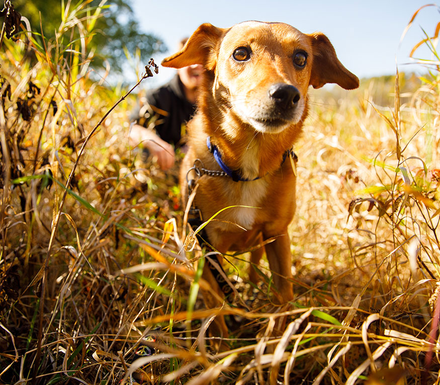 a yellow dog walking in a field.