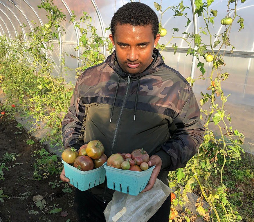 man holding fresh picked tomatoes in greenhouse