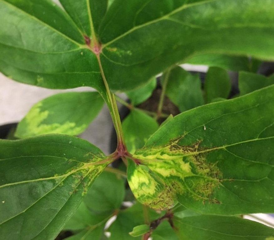 Tobacco rattle virus on peony