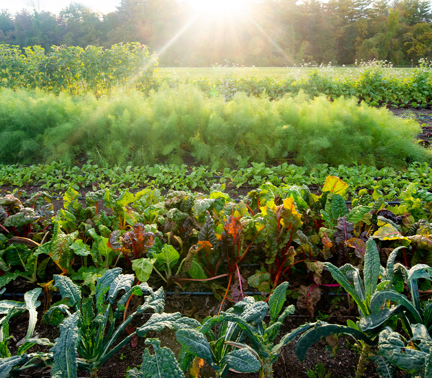 a field of vegetables at sunset
