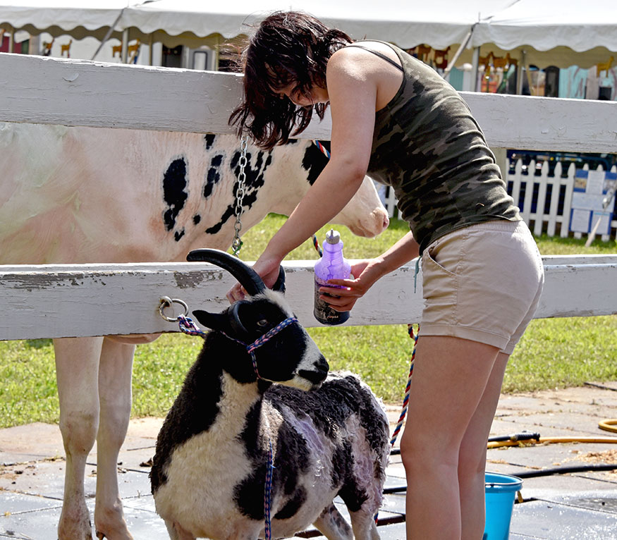 girl at a fair washing her goat