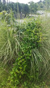 Green plants on the side of a road of a residential neighborhood.