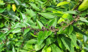 A branch with gren leaves and small dark star-shaped flowers
