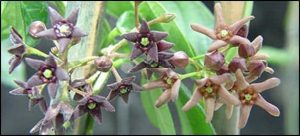 A close up of the star shaped flowers of swallowwort.