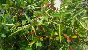 Green leaves on a plant.