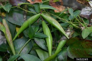 A close up image of the long green seed pods of the swallowwort plant.