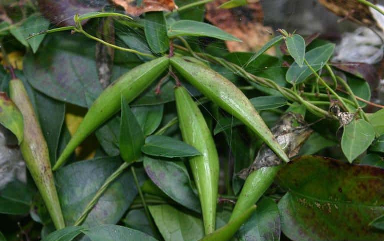 A close up image of the long green seed pods of the swallowwort plant.