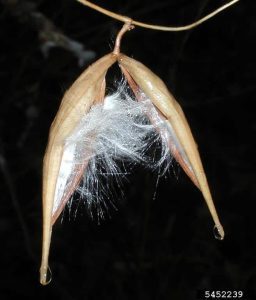 A light brown seed pod split in half, with white thread-like material inside.