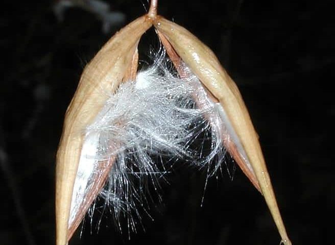 A light brown seed pod split in half, with white thread-like material inside.