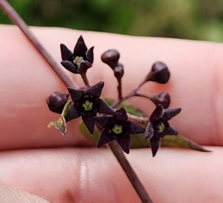 Close up image of small, star-shaped flowers.