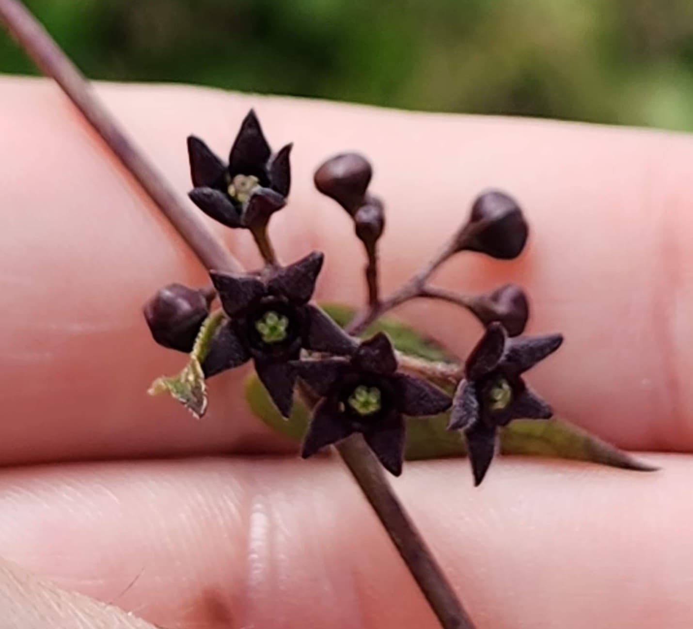 Close up image of small, star-shaped flowers.