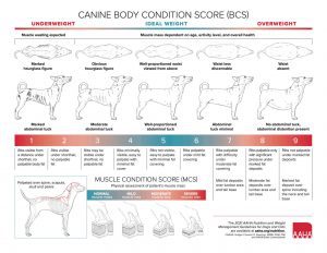 A chart showing the standards of the canine body condition score. Illustrations show visual approximations, and a neumeric scale with descriptions