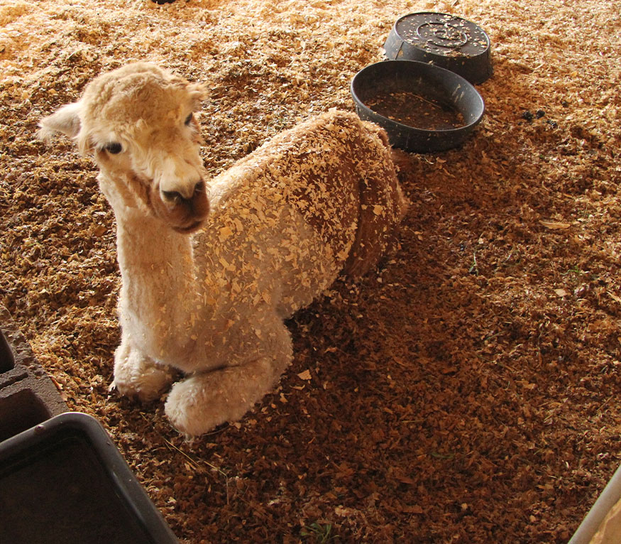 an alpaca in a stall