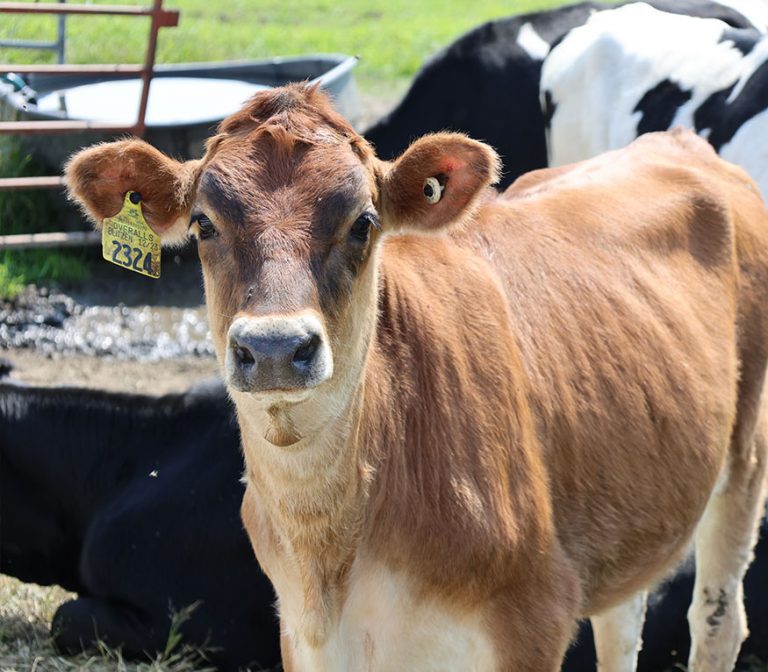 brown cow looking at the camera
