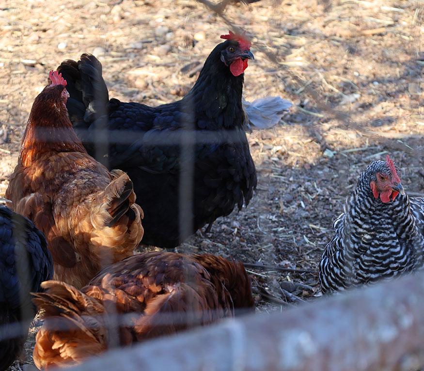 chickens outside the coup